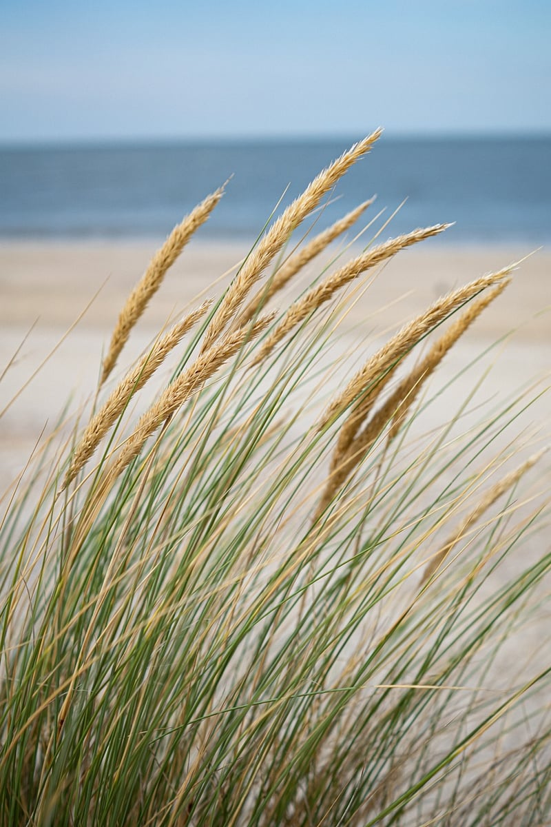 Seaside Serenity